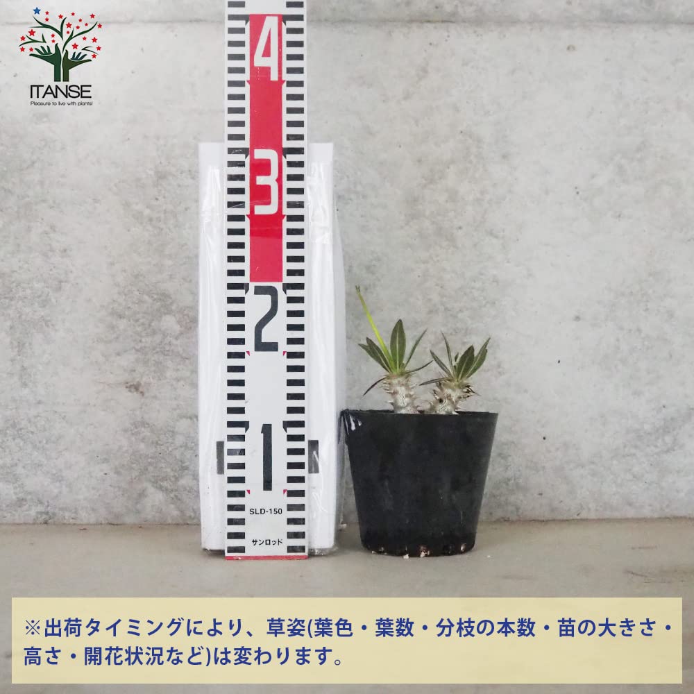 Amazon｜パキポディウム ホロンベンセ 3.5～4号【品種で選べる観葉植物